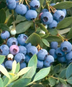 Sunshine Blue Blueberry Plant - Southern Highbush Vaccinium