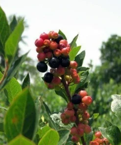 Sunshine Blue Blueberry Plant - Southern Highbush Vaccinium