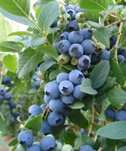 Sunshine Blue Blueberry Plant - Southern Highbush Vaccinium