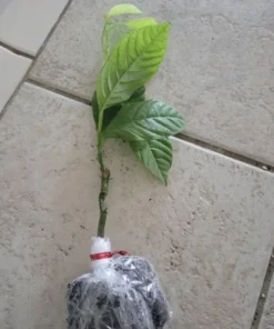 Sweet Sunrise Passion Fruit Plant – 4-6 Inches Tall – Exotic Climbing Vine with Sweet Tropical Fruit – Thrives in Gardens & Containers