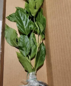 Sweet Sunrise Passion Fruit Plant – 4-6 Inches Tall – Exotic Climbing Vine with Sweet Tropical Fruit – Thrives in Gardens & Containers