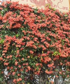 Tangerine Beauty Crossvine (Bignonia capreolata) Live Plants – Pack of 2 – Vibrant Orange Trumpet-Shaped Blooms – Climbing Vine