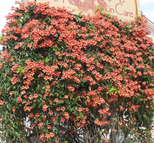 Tangerine Beauty Crossvine (Bignonia capreolata) Live Plants – Pack of 2 – Vibrant Orange Trumpet-Shaped Blooms – Climbing Vine