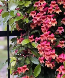 Tangerine Beauty Crossvine (Bignonia capreolata) Live Plants – Pack of 2 – Vibrant Orange Trumpet-Shaped Blooms – Climbing Vine