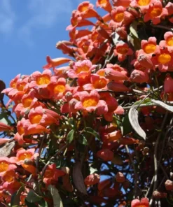 Tangerine Beauty Crossvine (Bignonia capreolata) Live Plants – Pack of 2 – Vibrant Orange Trumpet-Shaped Blooms – Climbing Vine