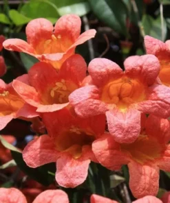 Tangerine Beauty Crossvine (Bignonia capreolata) Live Plants – Pack of 2 – Vibrant Orange Trumpet-Shaped Blooms – Climbing Vine