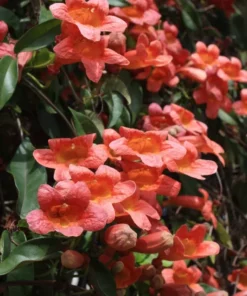 Tangerine Beauty Crossvine (Bignonia capreolata) Live Plants – Pack of 2 – Vibrant Orange Trumpet-Shaped Blooms – Climbing Vine