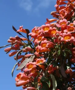 Tangerine Beauty Crossvine (Bignonia capreolata) Live Plants – Pack of 2 – Vibrant Orange Trumpet-Shaped Blooms – Climbing Vine
