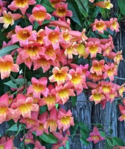 Tangerine Beauty Crossvine (Bignonia capreolata) Live Plants – Pack of 2 – Vibrant Orange Trumpet-Shaped Blooms – Climbing Vine