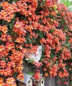 Tangerine Beauty Crossvine (Bignonia capreolata) Live Plants – Pack of 2 – Vibrant Orange Trumpet-Shaped Blooms – Climbing Vine