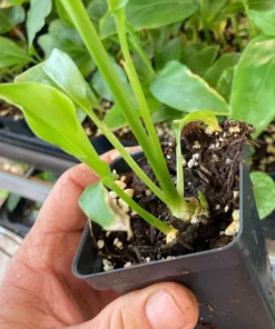 Thai Ginger Plant Alpinia Galanga Ginger Plants To Grow Live Starter Plant 6 to 8 Inches - Ginger Plant