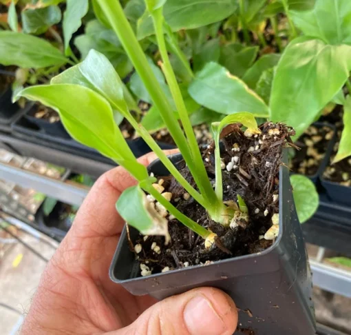 Thai Ginger Plant Alpinia Galanga Ginger Plants To Grow Live Starter Plant 6 to 8 Inches - Ginger Plant