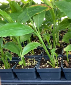 Thai Ginger Plant Alpinia Galanga Ginger Plants To Grow Live Starter Plant 6 to 8 Inches - Ginger Plant