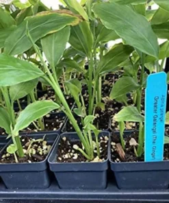 Thai Ginger Plant Alpinia Galanga Ginger Plants To Grow Live Starter Plant 6 to 8 Inches - Ginger Plant