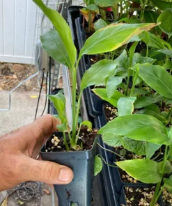 Thai Ginger Plant Alpinia Galanga Ginger Plants To Grow Live Starter Plant 6 to 8 Inches - Ginger Plant