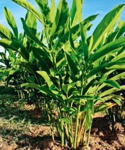 Thai Ginger Plant Alpinia Galanga Ginger Plants To Grow Live Starter Plant 6 to 8 Inches - Ginger Plant