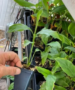 Thai Ginger Plant Alpinia Galanga Ginger Plants To Grow Live Starter Plant 6 to 8 Inches - Ginger Plant