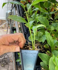 Thai Ginger Plant Alpinia Galanga Ginger Plants To Grow Live Starter Plant 6 to 8 Inches - Ginger Plant