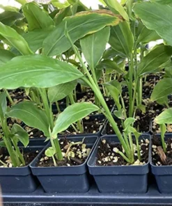 Thai Ginger Plant Alpinia Galanga Ginger Plants To Grow Live Starter Plant 6 to 8 Inches - Ginger Plant