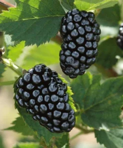 Thornless Blackberry - Natchez Blackberry Plants - Live Black Berry Plant For Planting - 4-6 inch Starter Planter - Fruit Tree Live Plant