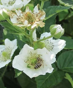 Thornless Blackberry - Natchez Blackberry Plants - Live Black Berry Plant For Planting - 4-6 inch Starter Planter - Fruit Tree Live Plant