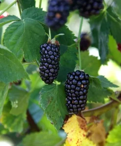 Thornless Blackberry - Natchez Blackberry Plants - Live Black Berry Plant For Planting - 4-6 inch Starter Planter - Fruit Tree Live Plant