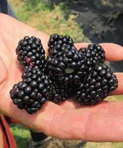 Thornless Blackberry - Natchez Blackberry Plants - Live Black Berry Plant For Planting - 4-6 inch Starter Planter - Fruit Tree Live Plant