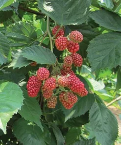 Thornless Blackberry - Natchez Blackberry Plants - Live Black Berry Plant For Planting - 4-6 inch Starter Planter - Fruit Tree Live Plant