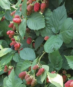 Thornless Blackberry - Natchez Blackberry Plants - Live Black Berry Plant For Planting - 4-6 inch Starter Planter - Fruit Tree Live Plant