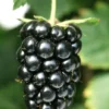 Thornless Blackberry Plants - Navaho Blackberry Plants For Sale - Rubus Fruticosus - Live Black Berry Plant For Planting4-6 Inch