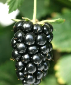 Thornless Blackberry Plants - Navaho Blackberry Plants For Sale - Rubus Fruticosus - Live Black Berry Plant For Planting4-6 Inch