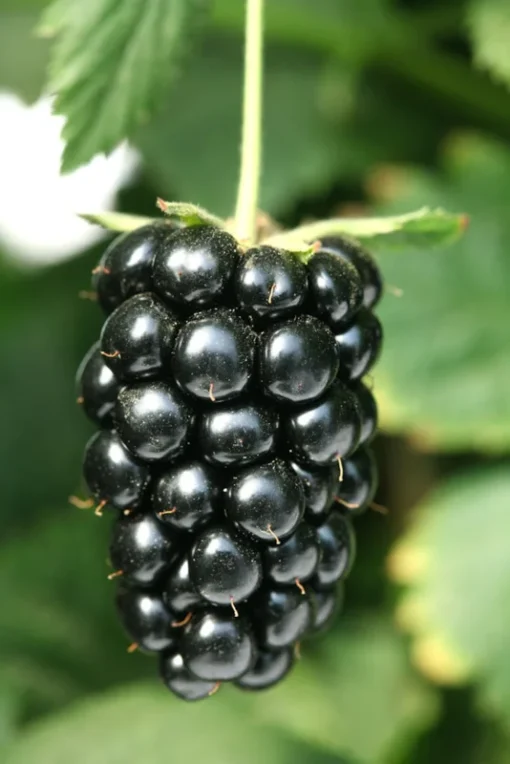 Thornless Blackberry Plants - Navaho Blackberry Plants For Sale - Rubus Fruticosus - Live Black Berry Plant For Planting4-6 Inch
