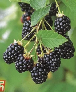 Thornless Blackberry Plants - Navaho Blackberry Plants For Sale - Rubus Fruticosus - Live Black Berry Plant For Planting4-6 Inch