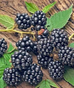 Thornless Blackberry Plants - Navaho Blackberry Plants For Sale - Rubus Fruticosus - Live Black Berry Plant For Planting4-6 Inch