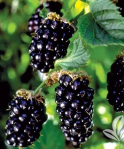 Thornless Blackberry Plants - Navaho Blackberry Plants For Sale - Rubus Fruticosus - Live Black Berry Plant For Planting4-6 Inch