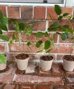 Thornless Blackberry Plants - Navaho Blackberry Plants For Sale - Rubus Fruticosus - Live Black Berry Plant For Planting4-6 Inch