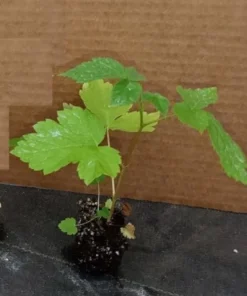 Triple Crown Blackberry - Thornless Black Berry Plant - Starter Fruit Tree Live - Blackberry Plant for Planting - Live Berry