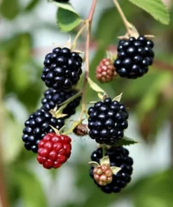 Triple Crown Blackberry - Thornless Black Berry Plant - Starter Fruit Tree Live - Blackberry Plant for Planting - Live Berry