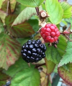 Triple Crown Blackberry - Thornless Black Berry Plant - Starter Fruit Tree Live - Blackberry Plant for Planting - Live Berry