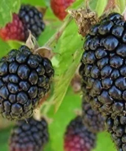 Triple Crown Blackberry - Thornless Black Berry Plant - Starter Fruit Tree Live - Blackberry Plant for Planting - Live Berry