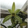 Vanilla Orchid Plant - Vanilla planifolia Starter - Madagascar Vanilla Bean - Grow your Own Vanilla