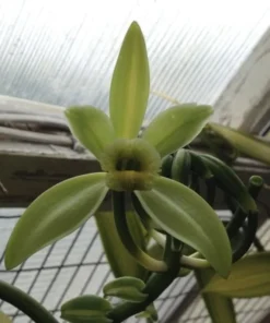 Vanilla Orchid Plant - Vanilla planifolia Starter - Madagascar Vanilla Bean - Grow your Own Vanilla