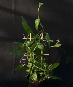 Vanilla Orchid Plant - Vanilla planifolia Starter - Madagascar Vanilla Bean - Grow your Own Vanilla
