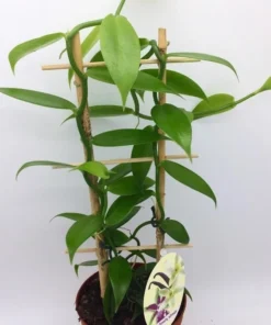 Vanilla Orchid Plant - Vanilla planifolia Starter - Madagascar Vanilla Bean - Grow your Own Vanilla