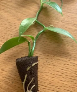 Vanilla Orchid Plant - Vanilla planifolia Starter - Madagascar Vanilla Bean - Grow your Own Vanilla