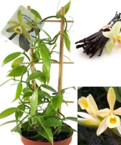 Vanilla Orchid Plant - Vanilla planifolia Starter - Madagascar Vanilla Bean - Grow your Own Vanilla