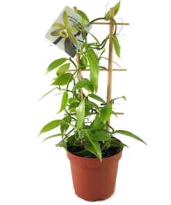 Vanilla Orchid Plant - Vanilla planifolia Starter - Madagascar Vanilla Bean - Grow your Own Vanilla