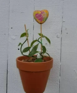 Vanilla Orchid Plant - Vanilla planifolia Starter - Madagascar Vanilla Bean - Grow your Own Vanilla