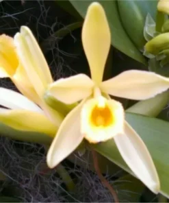 Vanilla Orchid Plant - Vanilla planifolia Starter - Madagascar Vanilla Bean - Grow your Own Vanilla