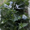 White Cat Whiskers Live Plants - Pack of 2 - Orthosiphon Stameneus - Java Tea Perennial Flowering Shrub - 4-6 Inches Tall
